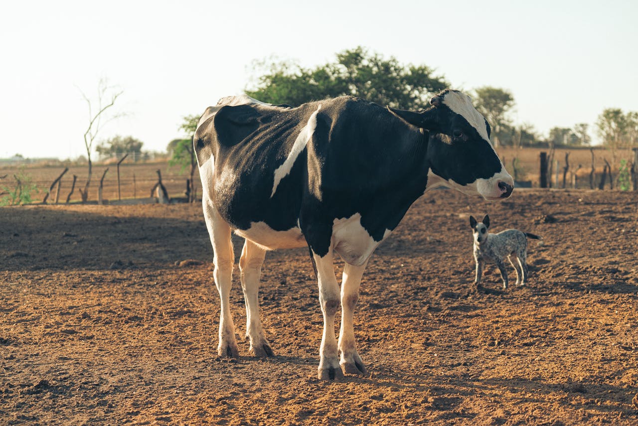 A Holstein cow stands with a young calf in a sunlit pasture, showcasing a rural farm setting.